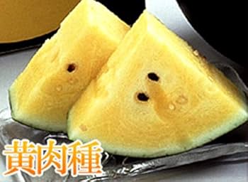 すいか様 Amazon.co.jp: すいか おつきさま スイカ 北海道産 【 秀品
